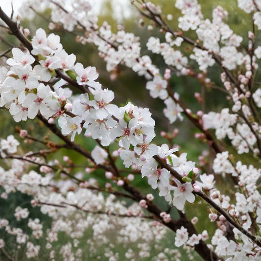 Nanking Cherry – Prunus tomentosa 480 Seeds | Hardy Fruiting Shrub | Fast Growing  Cold Hardy | Edible Tart Cherries | Ideal for Large Hedgerows