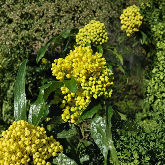 Oregon Holly Grape – Mahonia aquifolium 480 Seeds | Hardy Evergreen Shrub | Non-GMO  Commercial Bulk Pack | Edible Berries | Shade & Wildlife Plant
