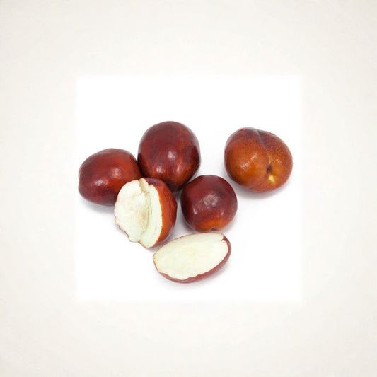 Jujube ‘Li’ Tree – Ziziphus jujuba ‘Li’ Live Grafted Tree | 3–4 Feet Tall | Includes 3 Gallon Pot  Very Large Sweet Fruit | Bigger Trunk | Cold Hardy Variety