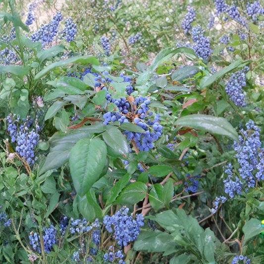 Oregon Holly Grape – Mahonia aquifolium 960 Seeds | Hardy Evergreen Shrub | Non-GMO  Commercial Bulk Pack | Edible Berries | Wildlife & Shade Plant