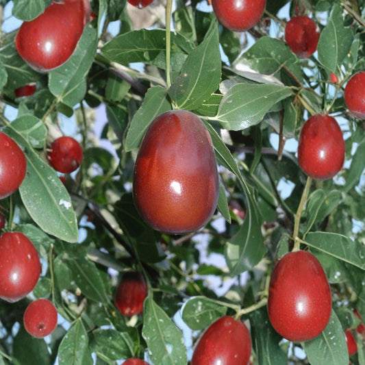 Jujube ‘Lang’ Tree – Ziziphus jujuba ‘Lang’ Live Grafted Tree | 3 Feet Tall | Includes 3 Gallon Pot  Pear-Shaped Sweet Fruit | Drought Tolerant | Backyard Orchard Favorite