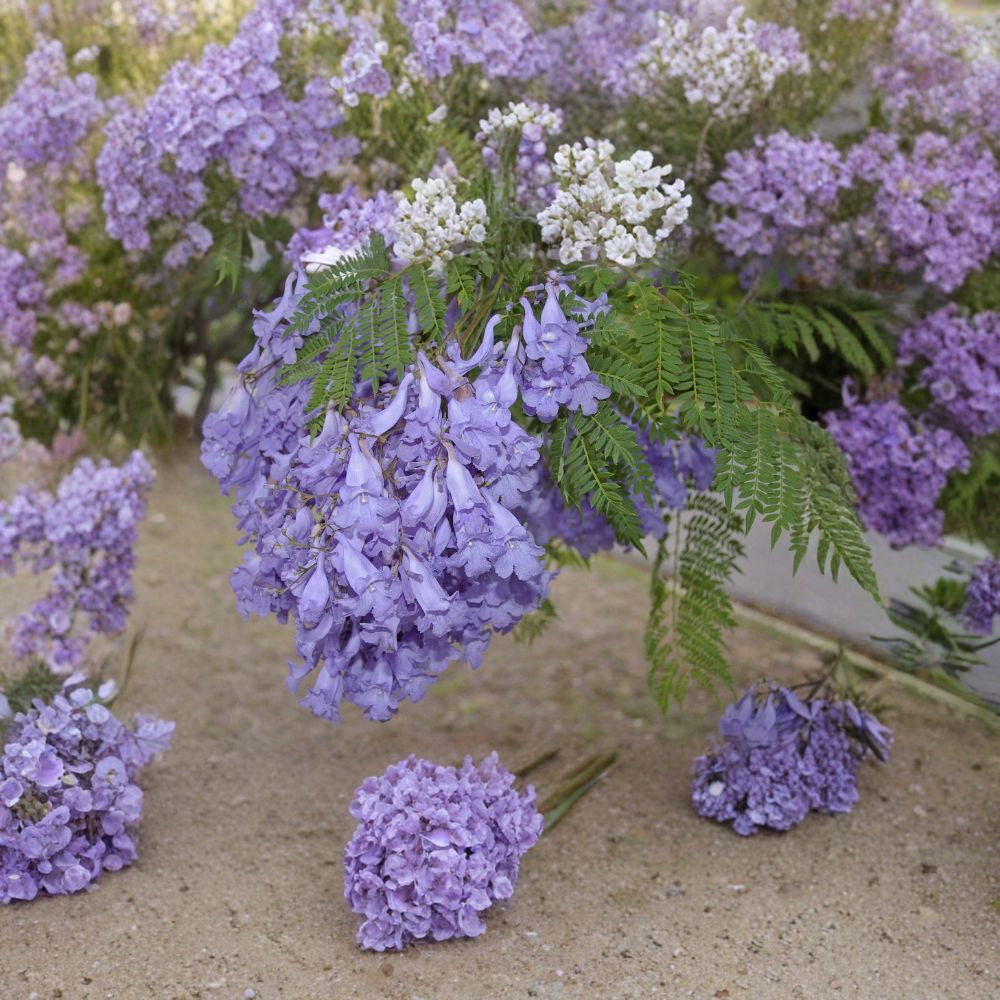 Blue Jacaranda – Jacaranda mimosifolia 20 Seeds | Fast Growing Flowering Tree | Non-GMO  Spectacular Blue-Violet Blooms | Shade & Street Tree | Bonsai Friendly