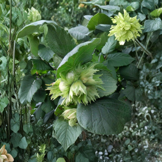 American Hazelnut – Corylus americana 8 Seeds | Hardy Native Filbert | Edible Nut Shrub  Cold Hardy | Wildlife Friendly | Fast Growing Nut Producer