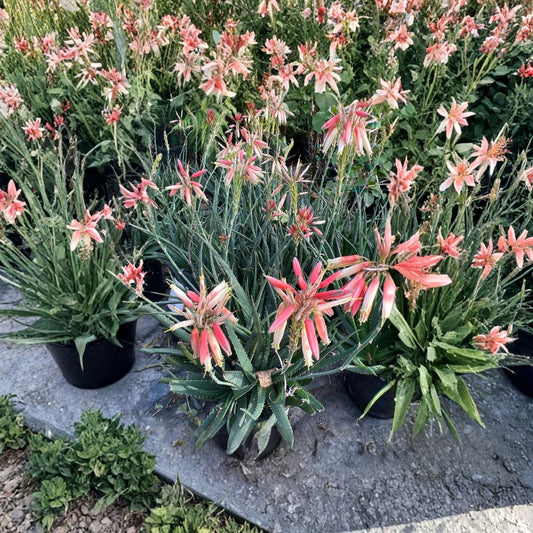 Aloe ‘Safari Sunrise’ – Hybrid Aloe Live Succulent Plant | 6 Inch Pot | Compact Blooming Aloe  Bicolor Coral Blooms | Repeat Flowering | Drought Tolerant Succulent