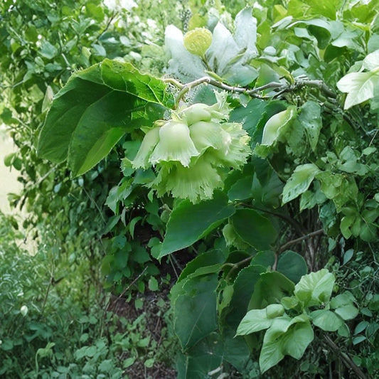 American Hazelnut – Corylus americana 16 Seeds | Hardy Native Filbert | Edible Nut Shrub  Cold Hardy | Fast Growing | Perfect for Hedge or Backyard Orchard