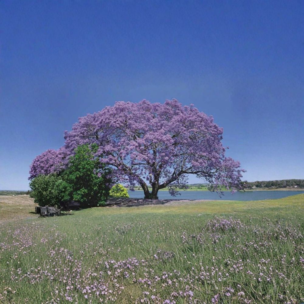 Blue Jacaranda – Jacaranda mimosifolia 120 Seeds | Fast Growing Flowering Tree | Non-GMO  Bulk Ornamental Tree | Blue-Violet Blooms | Shade & Street Tree