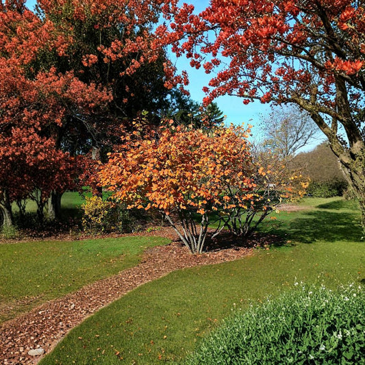 American Hazelnut – Corylus americana 32 Seeds | Hardy Native Filbert | Edible Nut Shrub  Cold Hardy | Fast Growing | Ideal for Hedge, Orchard & Wildlife