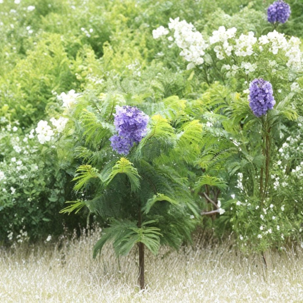 Blue Jacaranda – Jacaranda mimosifolia 240 Seeds | Fast Growing Flowering Tree | Non-GMO  Commercial Bulk Pack | Spectacular Blue Blooms | Shade & Street Tree