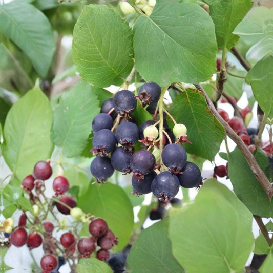Saskatoon Serviceberry – Amelanchier alnifolia 30 Seeds | Hardy Native Juneberry | Edible Berry Shrub  Cold Hardy | Sweet Purple Berries | Perfect for Hedge or Wildlife Garden
