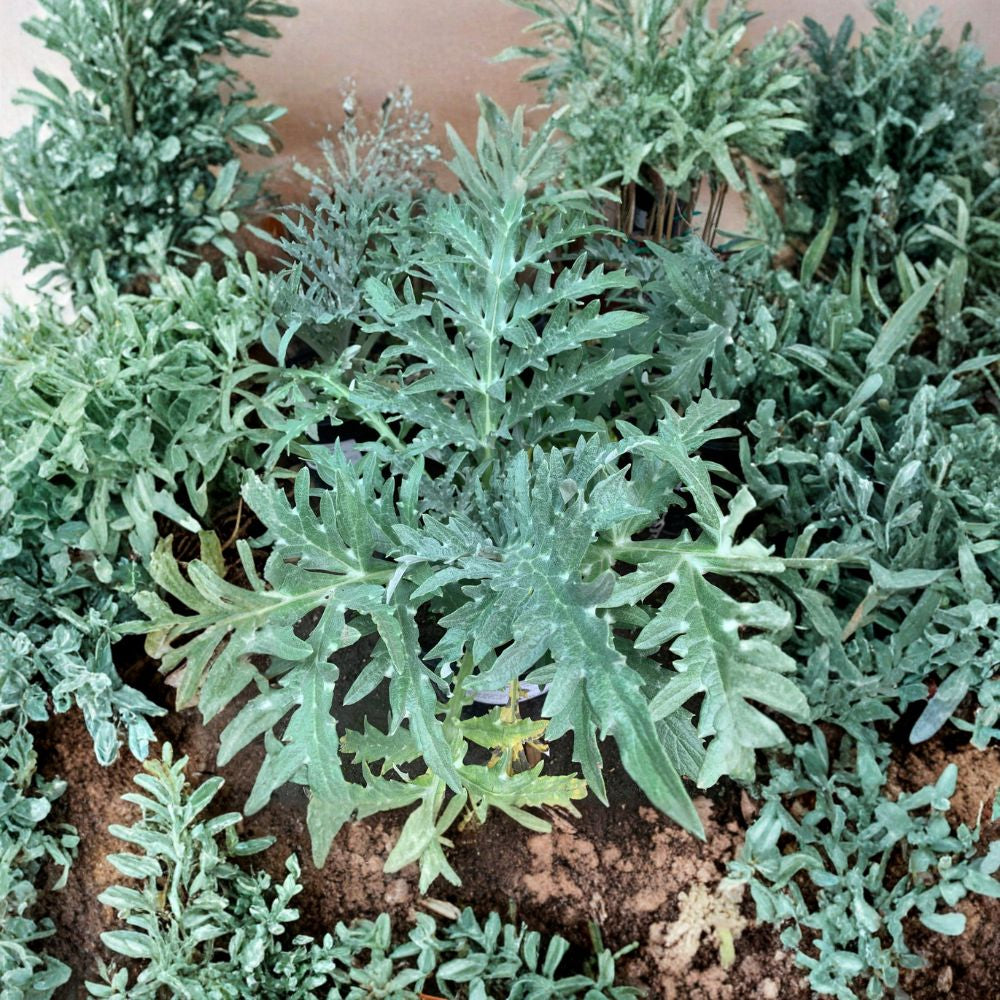 Green Globe Artichoke – Cynara scolymus Live Edible Plant | 1 Foot Tall | Includes 6 Inch Pot  Heirloom Vegetable | Large Tender Buds | Garden & Container Friendly