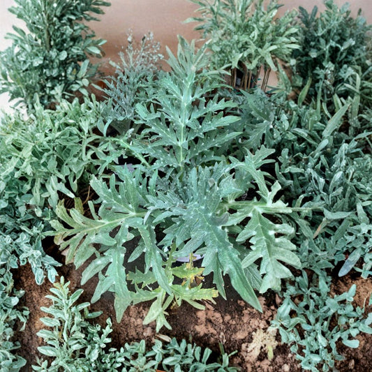 Green Globe Artichoke – Cynara scolymus Live Edible Plant | 1 Foot Tall | Includes 6 Inch Pot  Heirloom Vegetable | Large Tender Buds | Garden & Container Friendly