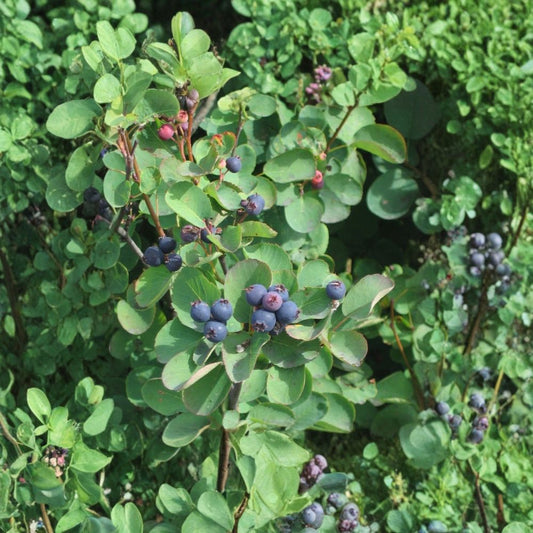 Saskatoon Serviceberry – Amelanchier alnifolia 100 Seeds | Hardy Native Juneberry | Edible Berry Shrub  Cold Hardy | Sweet Purple Berries | Ideal for Hedge & Windbreak