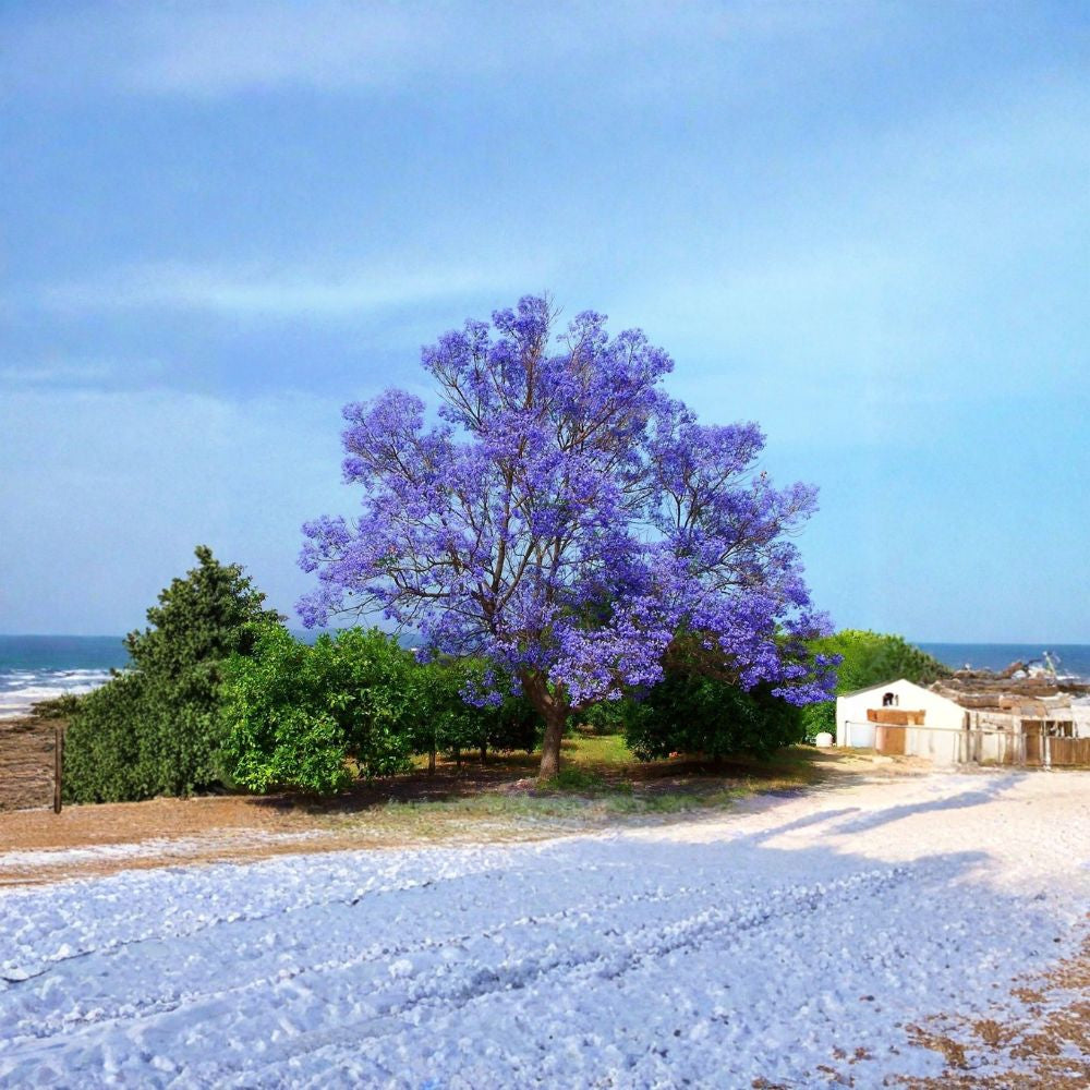 Blue Jacaranda – Jacaranda mimosifolia 480 Seeds | Fast Growing Flowering Tree | Non-GMO  Large Bulk Pack | Spectacular Blue-Violet Blooms | Ideal for Landscaping