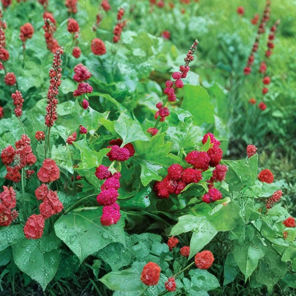 Spinach Strawberry – Chenopodium capitatum 20 Fresh Seeds | Unique Edible Plant | Heirloom Type  Edible Greens & Red Berries | Cool Season Annual | Garden Friendly