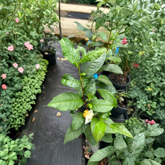 Green Tea Plant – Camellia sinensis Live Plant | 1–2 Feet Tall | Includes 6” Nursery Pot  Make Your Own Tea | Evergreen Shrub | Container Friendly