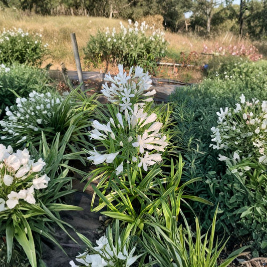 Agapanthus ‘Little White Bird’ – Lily of the Nile Live Plant | Compact Variety | Includes 1 Gallon Nursery Pot  White Summer Blooms | Variegated Foliage | Sun to Part Shade