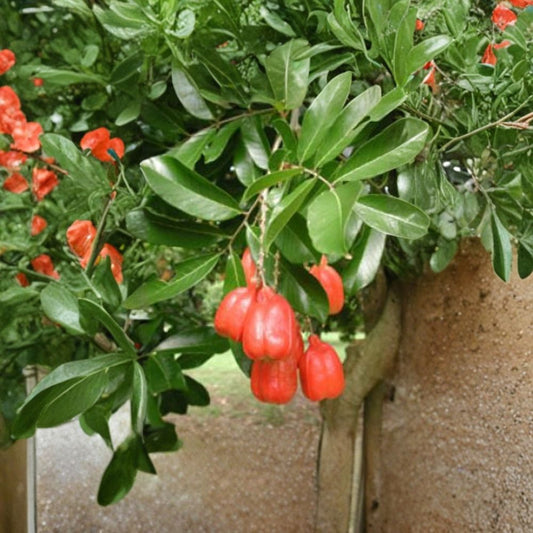 Ackee Tree – Blighia sapida Live Tropical Tree | 1 Foot Tall | Includes 6 Inch Pot  Exotic Fruit Tree | Creamy Nutty Arils | Fast Growing Evergreen