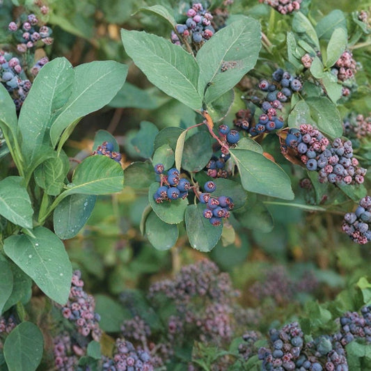 Saskatoon Serviceberry – Amelanchier alnifolia 200 Seeds | Hardy Native Juneberry | Edible Berry Shrub  Cold Hardy | Sweet Purple Berries | Ideal for Hedge & Windbreak Plantings