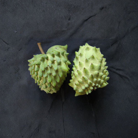 Geffner Atemoya – Annona atemoya ‘Geffner’ Live Grafted Tree | 1 Foot Tall | Includes 6 Inch Pot  Sweet Tropical Fruit | Early Bearing Variety | Backyard & Container Friendly