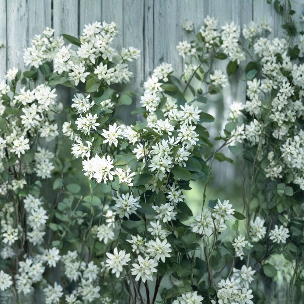 Saskatoon Serviceberry – Amelanchier alnifolia 400 Seeds | Hardy Native Juneberry | Edible Berry Shrub  Bulk Pack | Cold Hardy | Ideal for Windbreaks & Naturalized Plantings