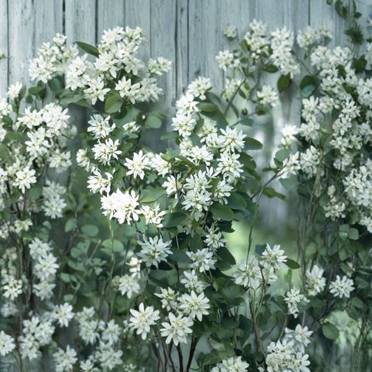 Saskatoon Serviceberry – Amelanchier alnifolia 400 Seeds | Hardy Native Juneberry | Edible Berry Shrub  Bulk Pack | Cold Hardy | Ideal for Windbreaks & Naturalized Plantings