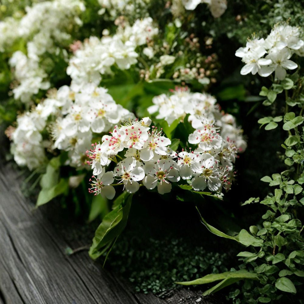 English Hawthorn – Crataegus laevigata 30 Seeds | Hardy Flowering Tree | Non-GMO  Showy White Blooms | Edible Red Haws | Wildlife & Hedge Tree
