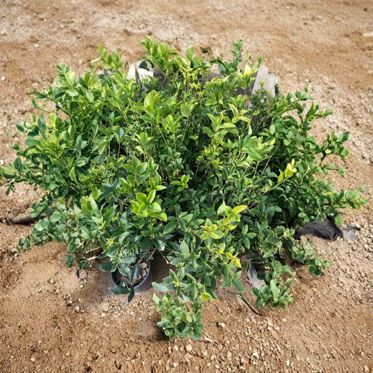 Sweet Olive – Osmanthus fragrans Live Fragrant Plant | 1–2 Feet Tall | Includes 1 Gallon Pot  Heavenly Fragrance | Evergreen Shrub or Small Tree | Winter to Spring Blooms