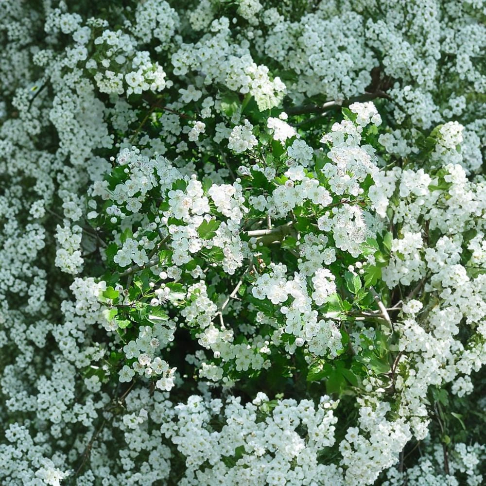 English Hawthorn – Crataegus laevigata 60 Seeds | Hardy Flowering Tree | Non-GMO  Showy Spring Blooms | Edible Red Haws | Hedge & Wildlife Tree