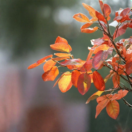 Saskatoon Serviceberry – Amelanchier alnifolia 800 Seeds | Wholesale Bulk Pack | Hardy Native Juneberry  Ideal for Windbreaks • Restoration Projects • Food Forests • Wildlife Habitat