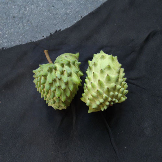 Geffner Atemoya – Annona atemoya ‘Geffner’ Live Fruit Tree | 2–3 Feet Tall | Includes 3 Gallon Pot  Sweet Creamy Fruit | Tropical Backyard Tree | Container Friendly