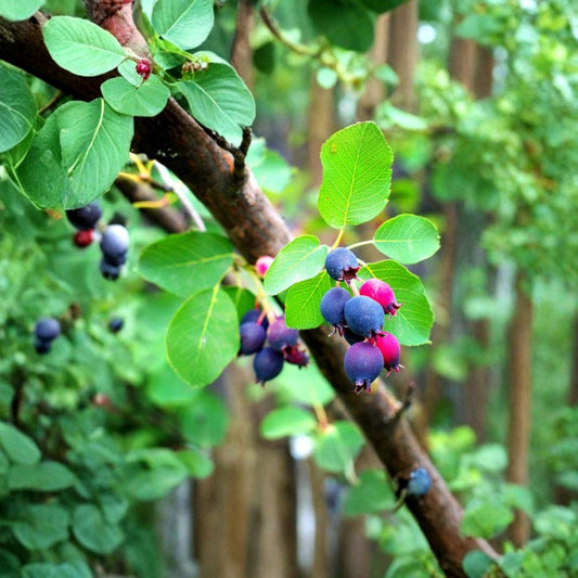Saskatoon Serviceberry – Amelanchier alnifolia 1600 Seeds | Commercial Bulk Pack | Hardy Native Juneberry  Restoration • Windbreak • Wildlife Habitat • Food Forest Production