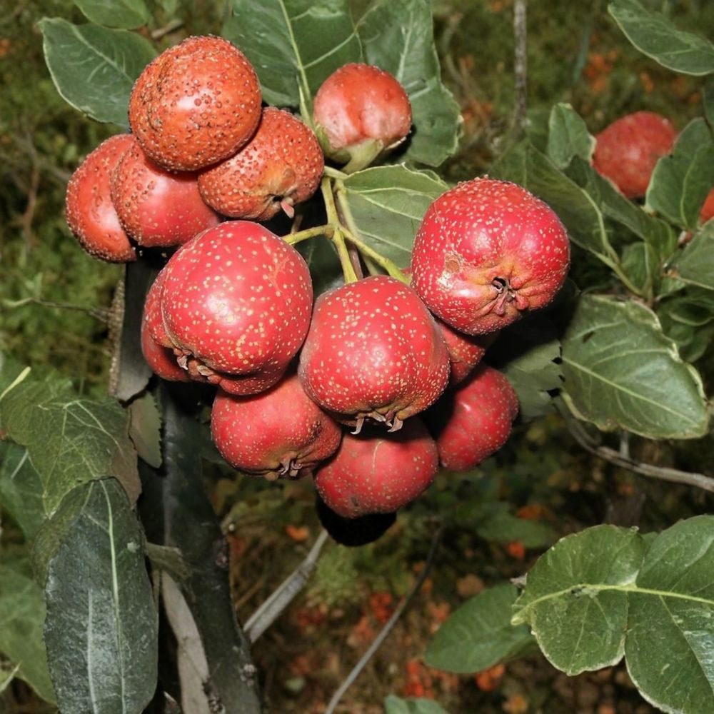 English Hawthorn – Crataegus laevigata 240 Seeds | Hardy Flowering Tree | Non-GMO  Large Bulk Pack | Showy White Spring Blooms | Edible Red Haws