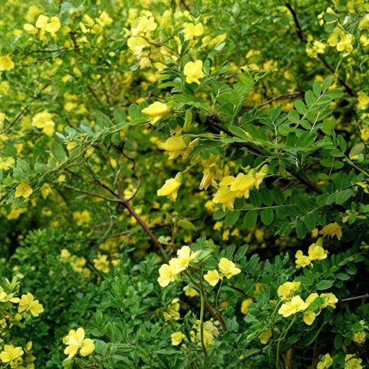 Siberian Pea Tree – Caragana arborescens 30 Seeds | Hardy Nitrogen-Fixing Shrub | Edible Pea Pods  Cold Hardy • Drought Tolerant • Wind & Salt Resistant • Deer Resistant