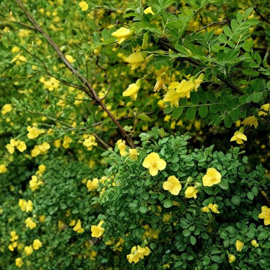 Siberian Pea Tree – Caragana arborescens 100 Seeds | Hardy Nitrogen-Fixing Shrub | Edible Pea Pods  Cold Hardy (Zone 2+) • Drought Tolerant • Wind & Salt Resistant • Deer Resistant