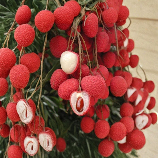 Brewster Lychee – Litchi chinensis ‘Brewster’ Live Air-Layered Tree | 2–3 Feet Tall | Includes 3 Gallon Pot  Large Deep Red Fruit | Excellent Flavor | Vigorous Upright Grower