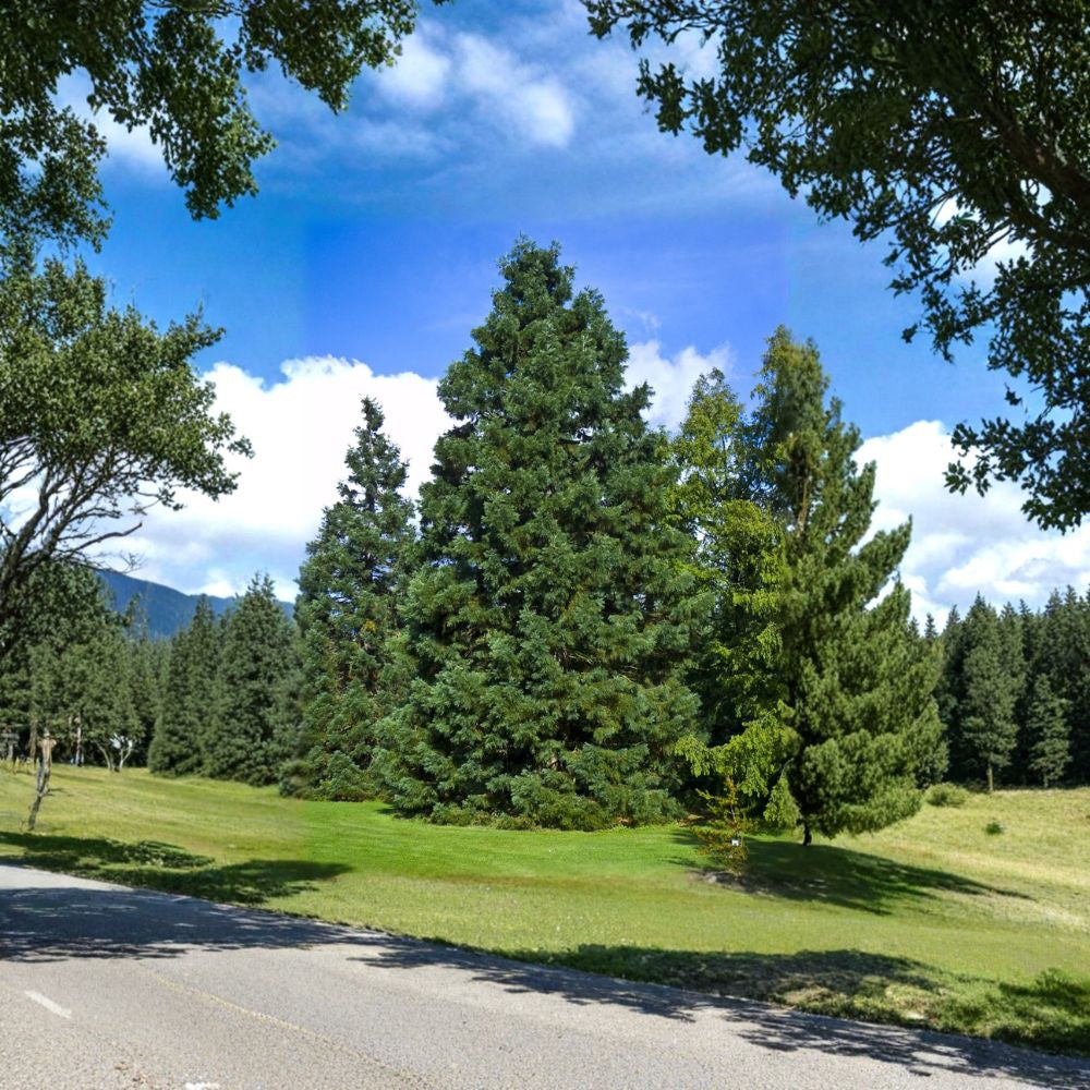 Giant Sequoia – Sequoiadendron giganteum 10 Seeds | Evergreen Giant | Non-GMO  Fast Growing | Long-Lived | Iconic Specimen Tree