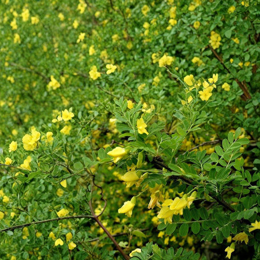Siberian Pea Tree – Caragana arborescens 200 Seeds | Hardy Nitrogen-Fixing Shrub | Edible Pea Pods  Bulk Pack • Zone 2+ Cold Hardy • Windbreak & Shelterbelt Plant
