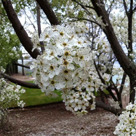Pyrus calleryana ‘Redspire’ – Redspire Callery Pear Live Grafted Tree | 2–3 Feet Tall | Includes 3 Gallon Pot  Masses of White Spring Blooms | Urban Tolerant | Ornamental Street Tree