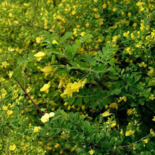 Siberian Pea Tree – Caragana arborescens 400 Seeds | Hardy Nitrogen-Fixing Shrub  Cold Hardy Windbreak | Edible Pods | Drought Tolerant