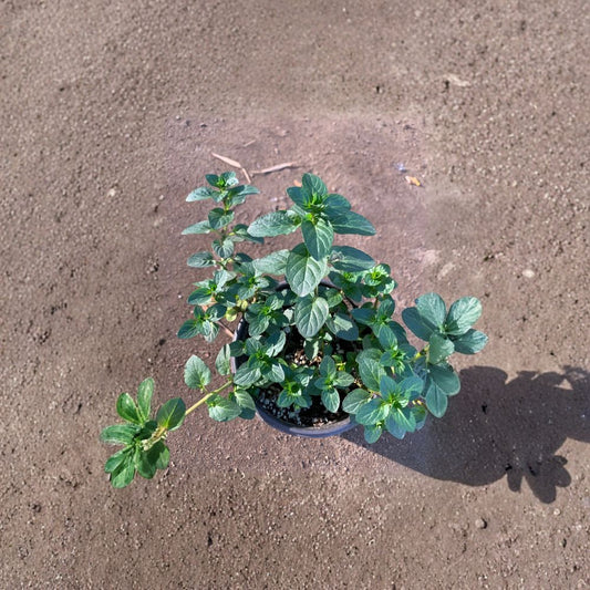 Peppermint – Mentha × piperita Live Herb Plant | 4–6 Inches Tall | Includes 3 Inch Pot  Fragrant Culinary Herb | Fresh Mint Flavor | Garden & Container Friendly