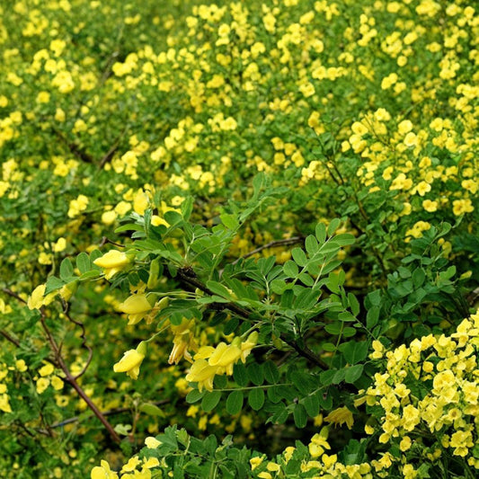 Siberian Pea Tree – Caragana arborescens 800 Seeds | Hardy Nitrogen-Fixing Shrub  Cold Hardy Windbreak | Edible Pods | Drought Tolerant