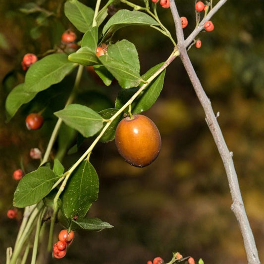 Sugar Cane Jujube – Ziziphus jujuba ‘Sugar Cane’ Live Grafted Tree | 3–4 Feet Tall | Includes 3 Gallon Pot  Extremely Sweet Fruit | Bigger Trunk | Mid-Season Ripening