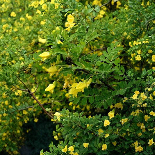 Siberian Pea Tree – Caragana arborescens 1600 Seeds | Hardy Nitrogen-Fixing Shrub  Bulk Farm Pack | Windbreak & Erosion Control | Cold Hardy