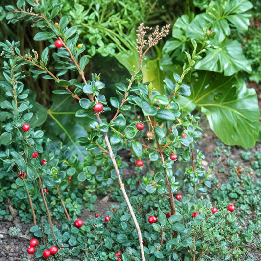 Chilean Guava – Ugni molinae Live Starter Plant | 4 Inches Tall | Includes 3” Nursery Pot  Sweet Aromatic Berries | Evergreen Shrub | Great for Containers