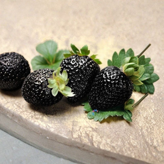 Black Strawberry Seeds – Fragaria × ananassa 500 Heirloom Seeds | Rare Dark Fruit Type | Non-GMO  Unique Berry Variety | Home Garden Friendly | Perennial Fruit Plant