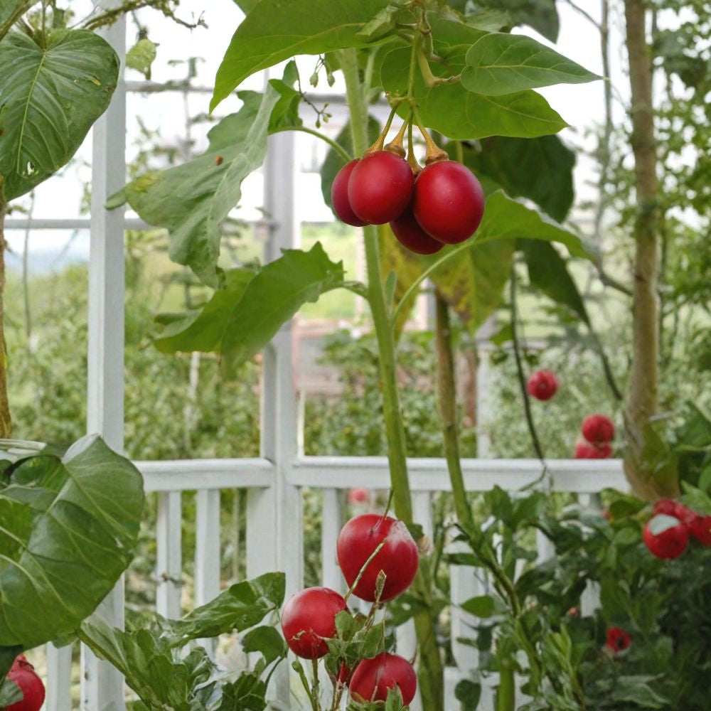Tamarillo (Tree Tomato) – Cyphomandra betacea 120 Seeds | Fast Growing Subtropical Fruit Tree  Exotic Edible Fruit | Fragrant Flowers | High Yield Potential