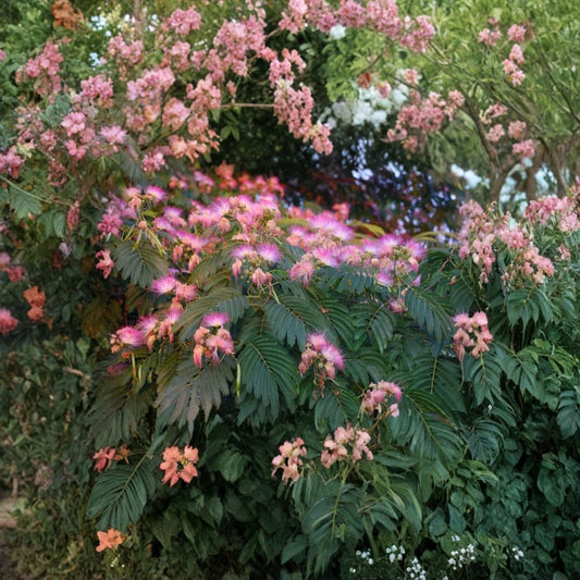 Albizia julibrissin ‘E. H. Wilson’ – Wilson Mimosa Silk Tree Live Ornamental Tree | 3 Feet Tall | Includes 3 Gallon Pot  Fragrant Pink Pincushion Blooms | Fast Growing | Deciduous Shade Tree