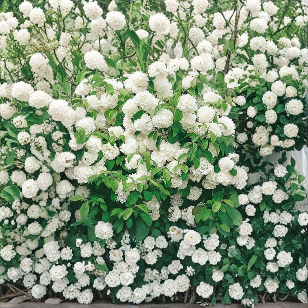 1pc Newport Viburnum Compact Snowball Bush Live Plant 1 to 2 Feet Tall