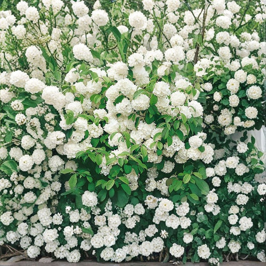 1pc Newport Viburnum Compact Snowball Bush Live Plant 1 to 2 Feet Tall