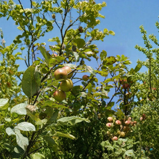 European Crab Apple – Malus sylvestris 960 Seeds | Hardy Fruiting Tree | Fragrant Spring Blooms  French Crabapple | Edible Tart Fruit | Orchard & Wildlife Planting